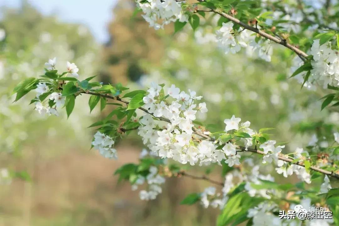 带你来樱花园看浪漫樱花,最美校园春天必打卡的樱花胜地