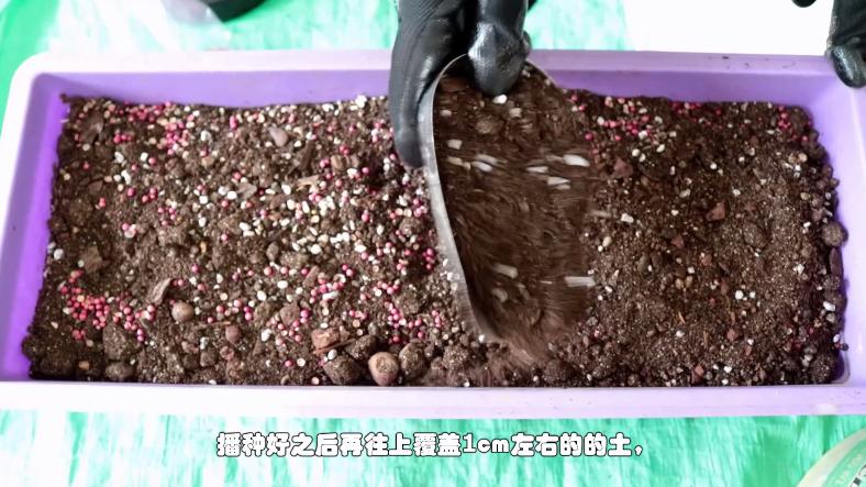 盆栽香菜怎么种植最快最好,家庭盆栽香菜的种植方法图片