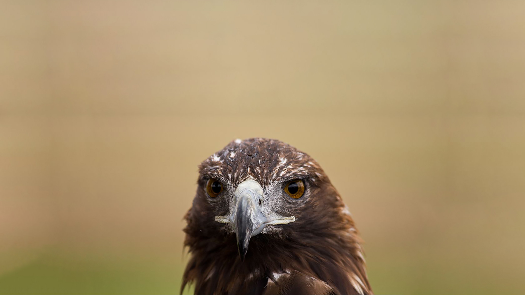 人的眼睛在动物界的水平,人的视力在动物界排名