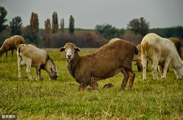 羊如何预防布鲁氏菌病,羊布鲁氏菌病怎么消灭