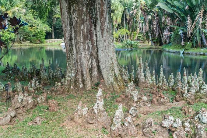 再次拥抱巴西，千万种风情想与你诉说,上）