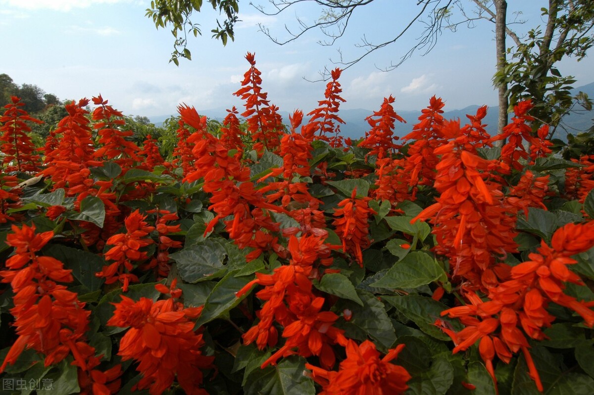 苗木冬季养护标准,盛夏园林苗木养护