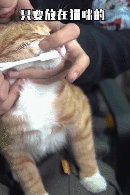 在办公室养猫是什么体验,不用牙膏只用牙刷给猫咪刷牙