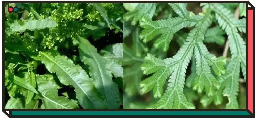 黛珂紫苏水祛痘,黛珂紫苏水祛痘吗