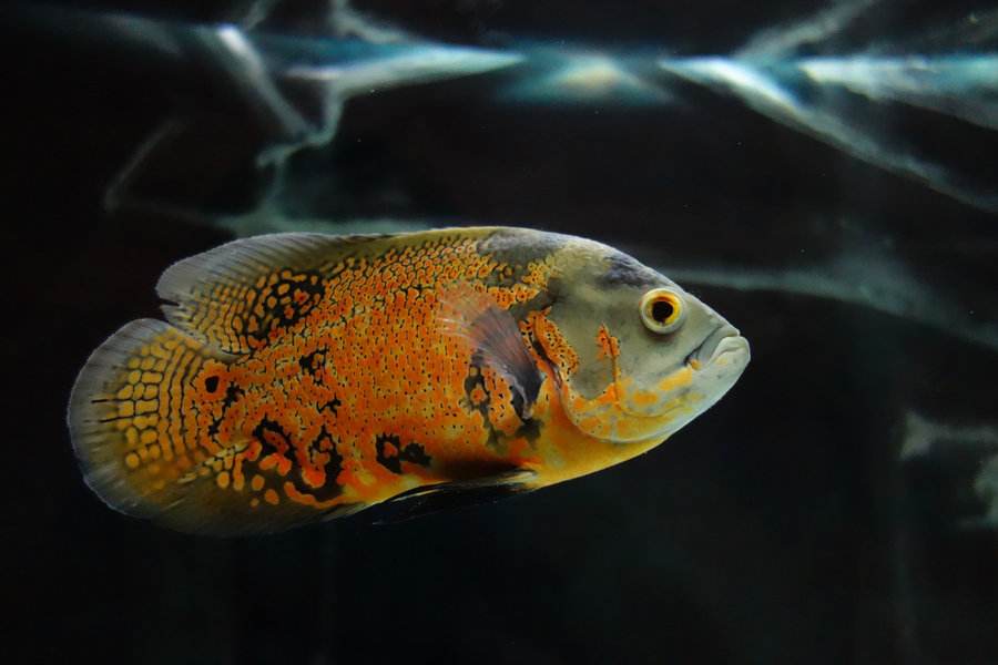 养观赏鱼小知识大全,养观赏鱼知识大全