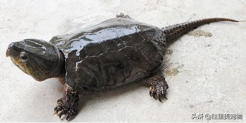 涓嶄細缂╁ご涔岄緹鏄粈涔堥緹,涓轰粈涔堝疇鐗╅緹濂藉儚缂╁ご涔岄緹