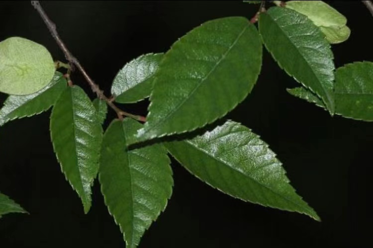 榔榆与榆树的区别,小叶榔榆是不是我们家常见的榆树