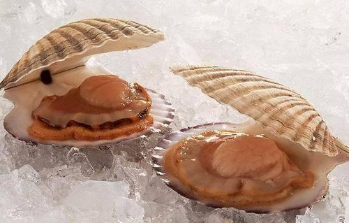 扇贝的做法,扇贝的特征及图片