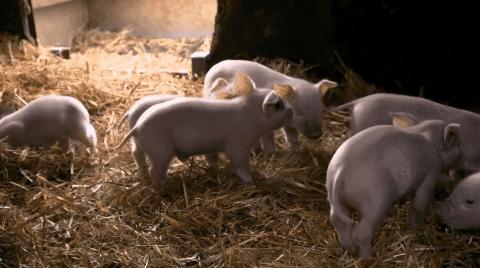 腌香肠用猪肉部位,什么猪肉做香肠最好吃