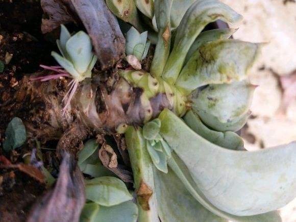 多肉植物黑死病怎么治,多肉腐黑了怎么救活