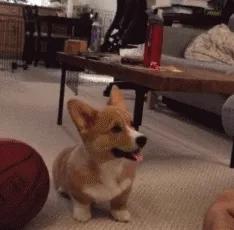 柯基生病的症状,柯基生病了会有哪些特征