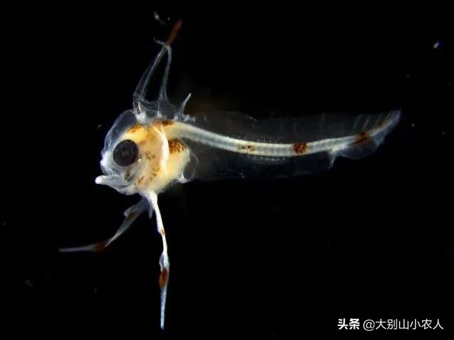 深海的鮟鱇鱼,深海鮟鱇鱼