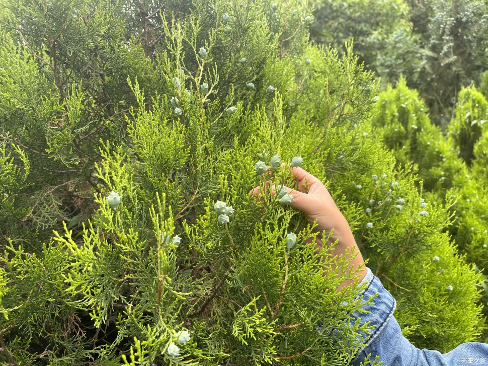 成都人会玩的景点,成都凤凰山公园可以爬山吗