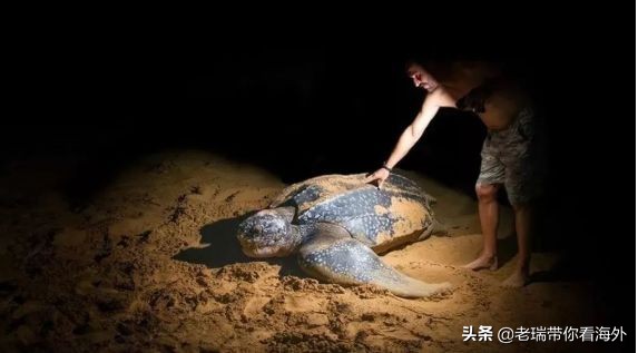 那些你不知道的关于“马币”背后的故事