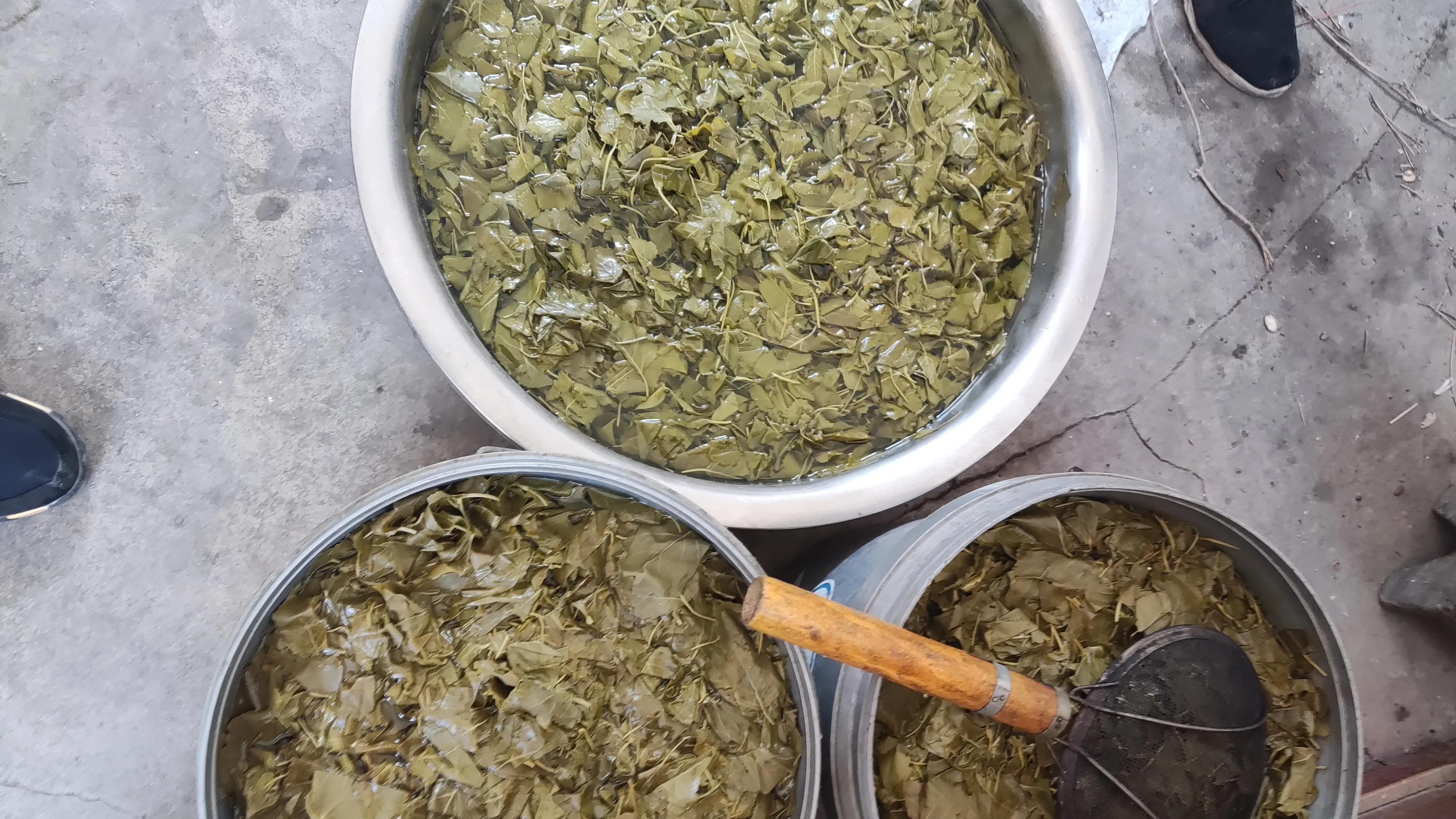 杨树叶子拌什么好吃,杨树叶可以直接凉拌吃吗