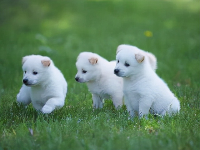 在路边捡到小奶狗,捡到小奶狗要不要洗澡