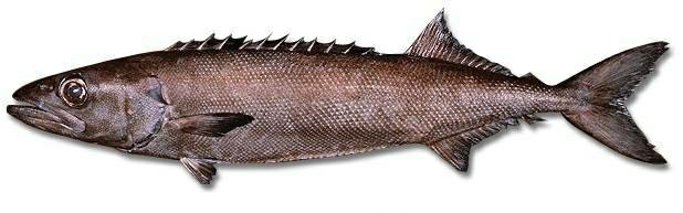 30个关于动物的冷知识,关于动物的冷知识50字