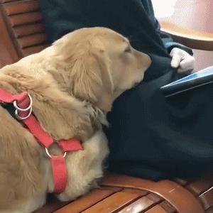 混蛋有什么意思,魂淡是什么梗