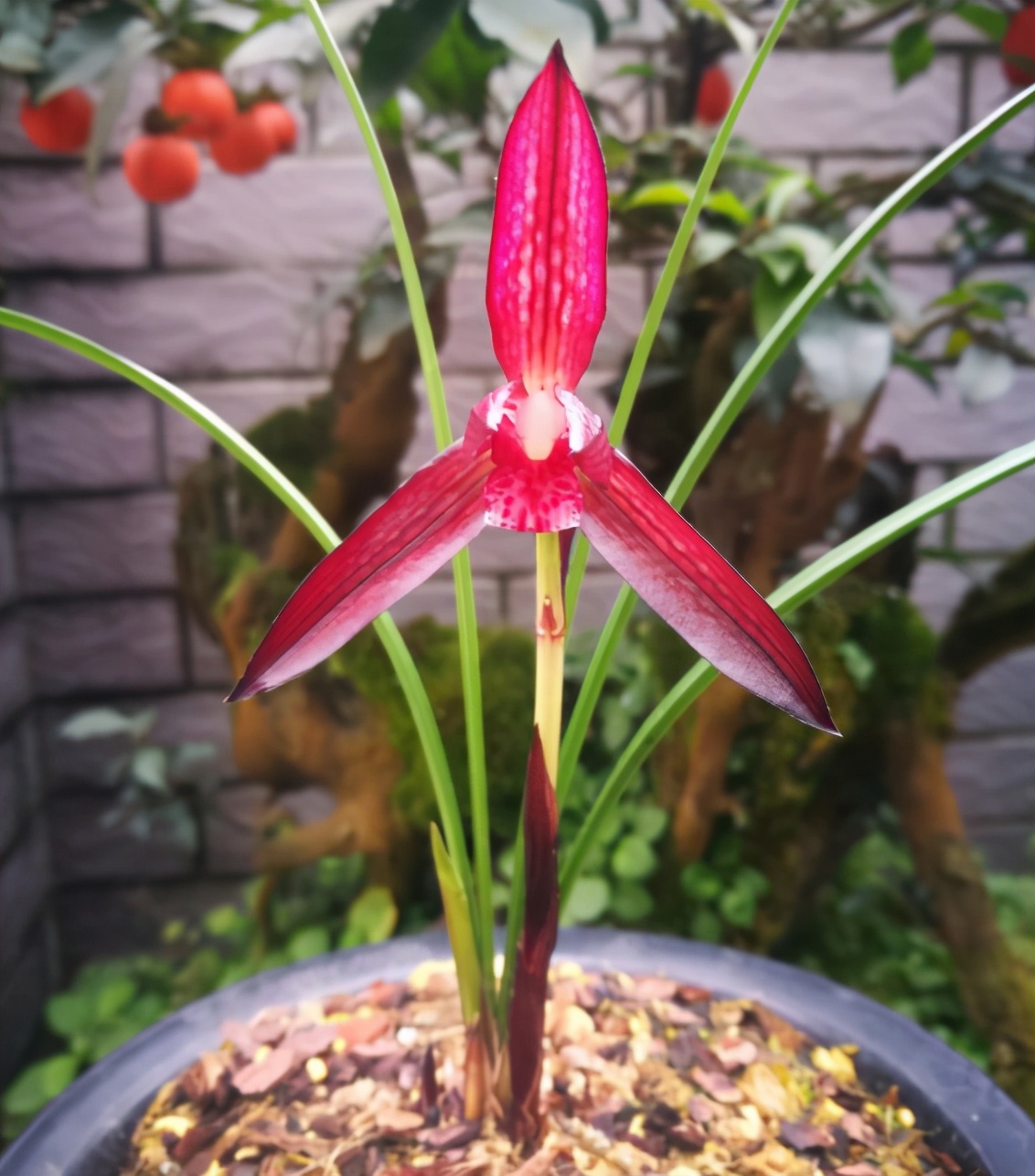 春兰几十元一苗的兰花,最香红花迷你春兰有哪些名品