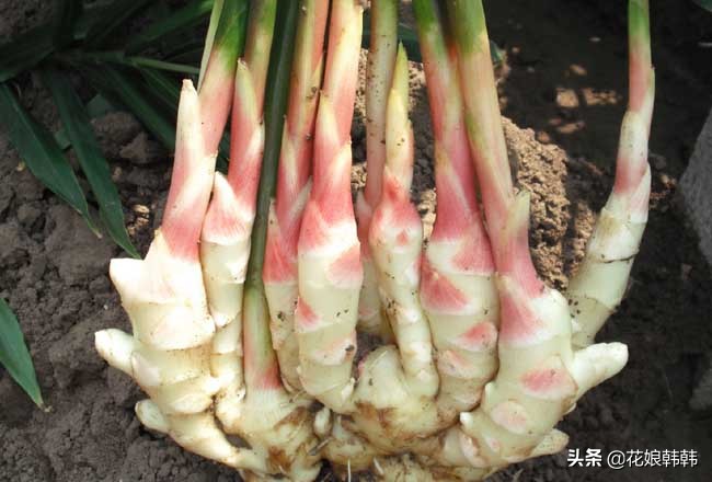 姜种植什么时候发芽好吃,大姜生长多长时间就可以收获