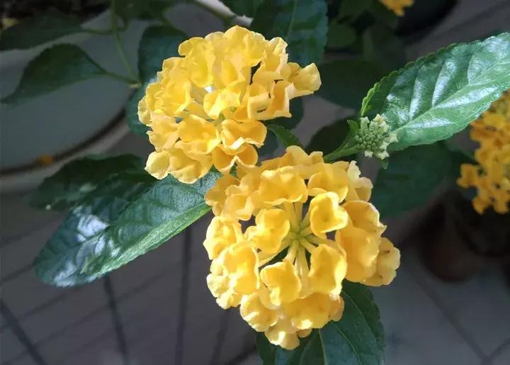 这10种花不怕晒,这3种花不能懒着养