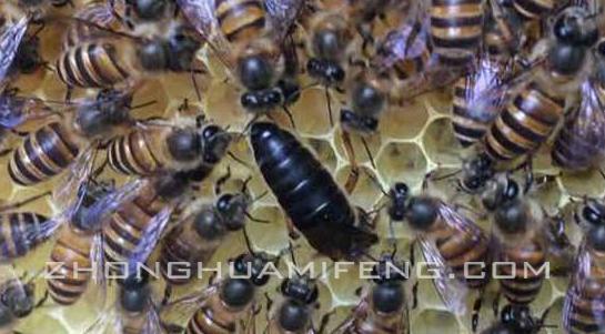 中蜂养殖技术管理方法,中蜂养殖技术小窍门