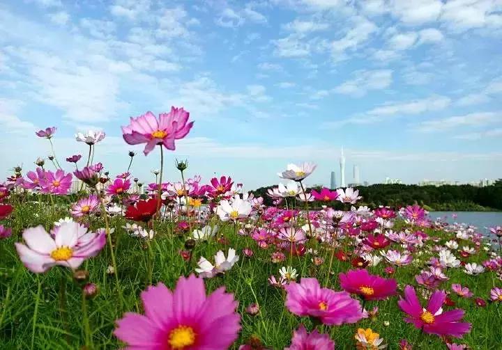 广州现在赏花哪里最好,广州各区赏花全指南