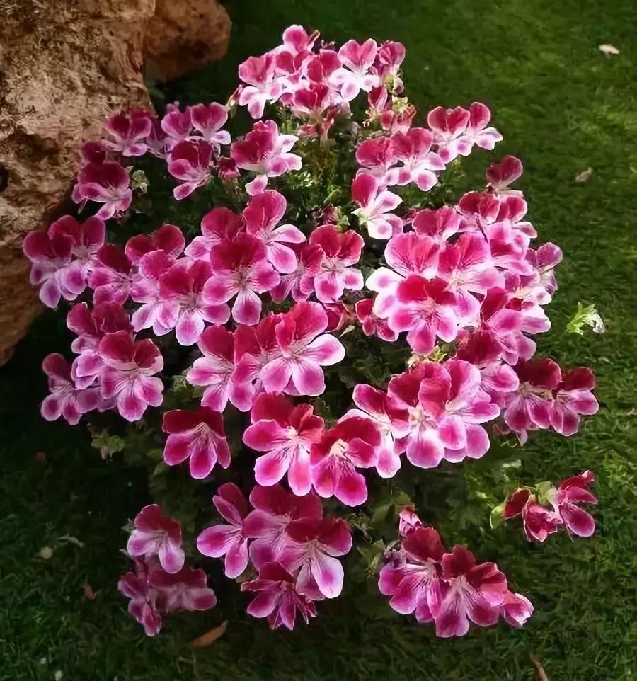 百花图谱大全100幅,工笔百花图谱100种