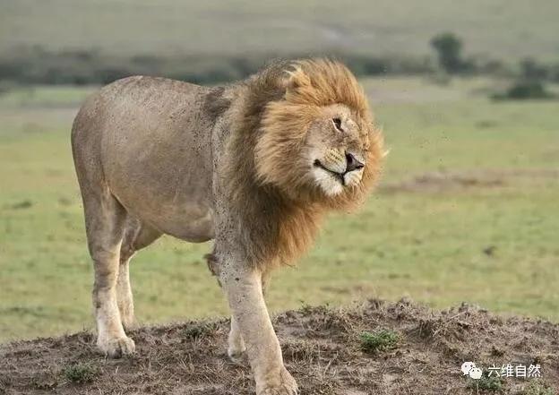 雄狮被攻击为什么雌狮不帮助,雄狮战败回狮群被攻击