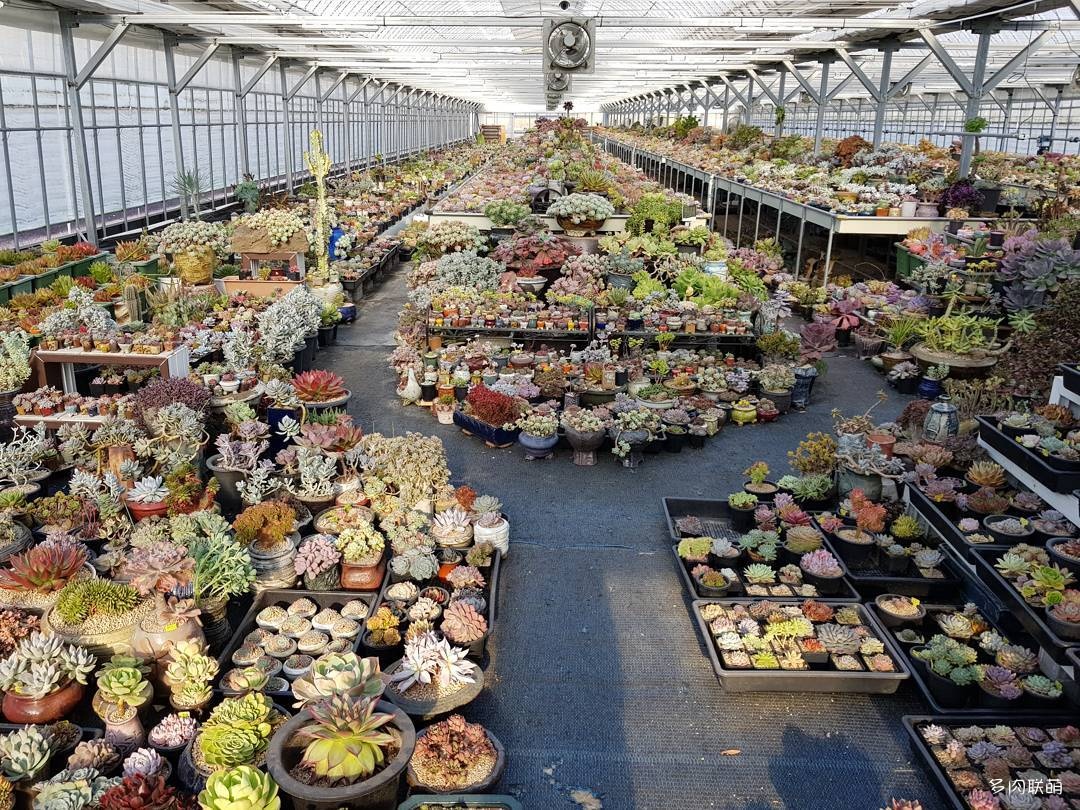 韩国大棚多肉,肉叔带你走遍韩国多肉大棚