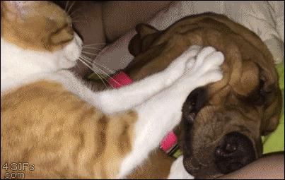 猫咪马杀鸡的视频,猫咪马杀鸡需要办卡吗