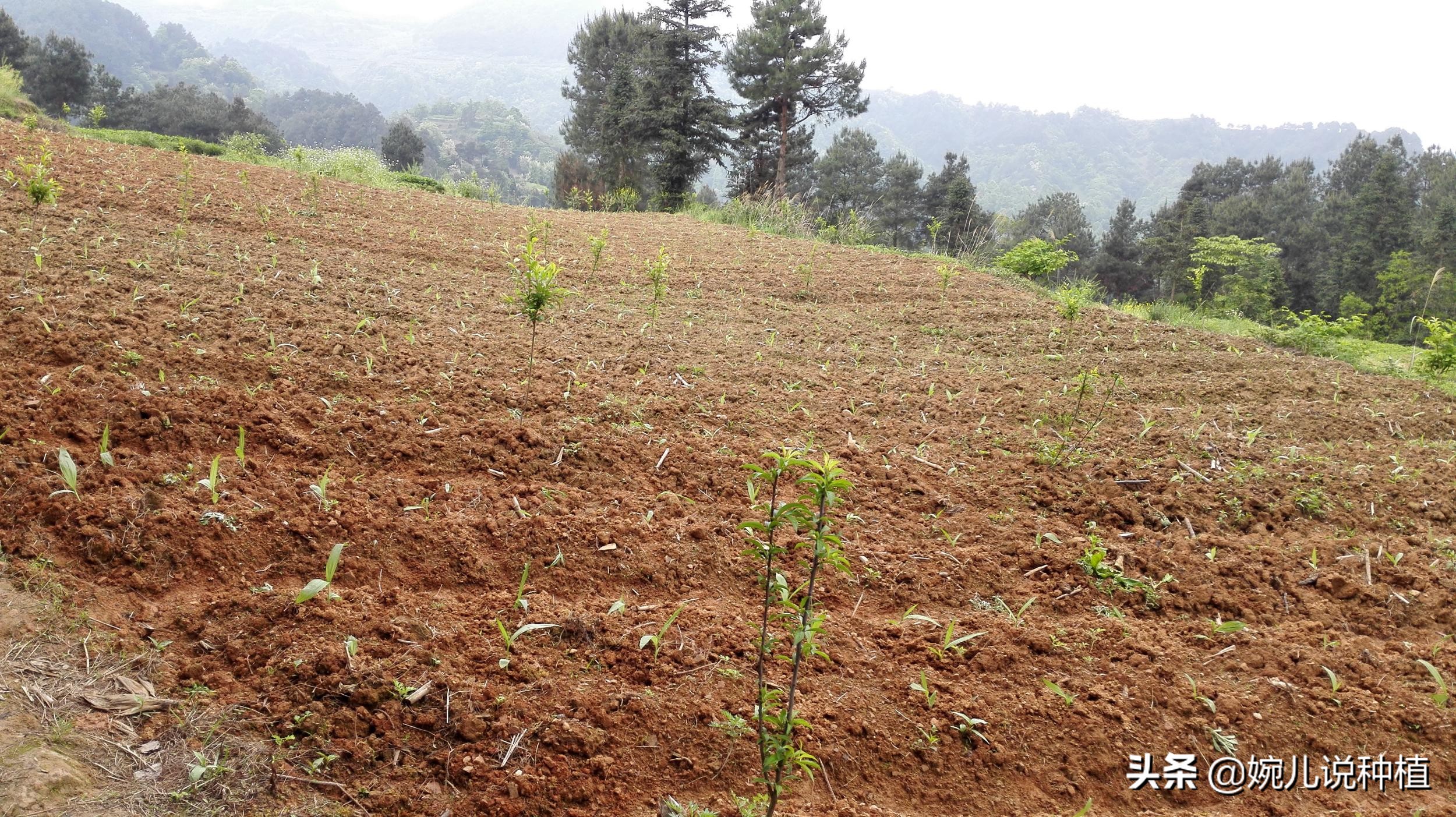 农村种植作物怎么赚钱的,三农种植哪种最赚钱快