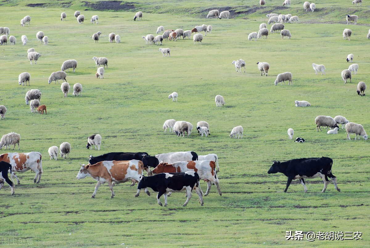 羊蹄子腐烂怎么治,牛蹄子腐烂修理视频外国