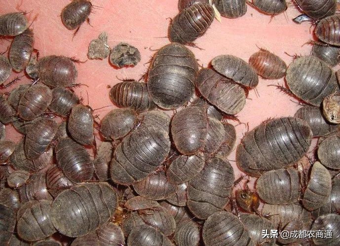 养殖土元能赚钱吗,土元的养殖方法和经济价格