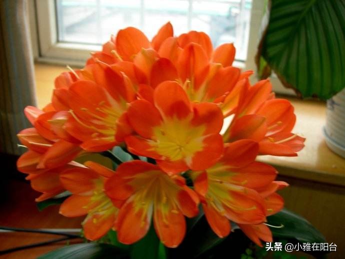 家庭君子兰开花期间怎么浇水施肥,君子兰开花期间怎么浇水加鸡蛋呢