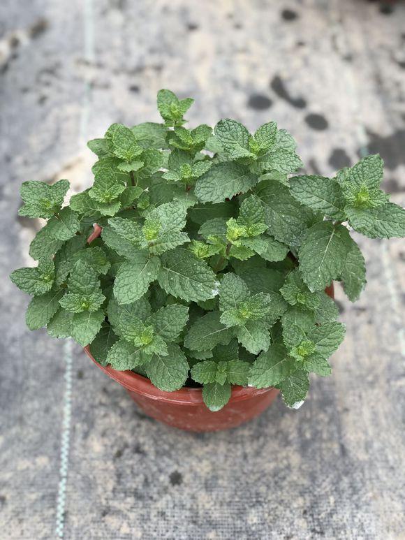 水养薄荷发黄发蔫用什么办法,薄荷水培生根前发蔫
