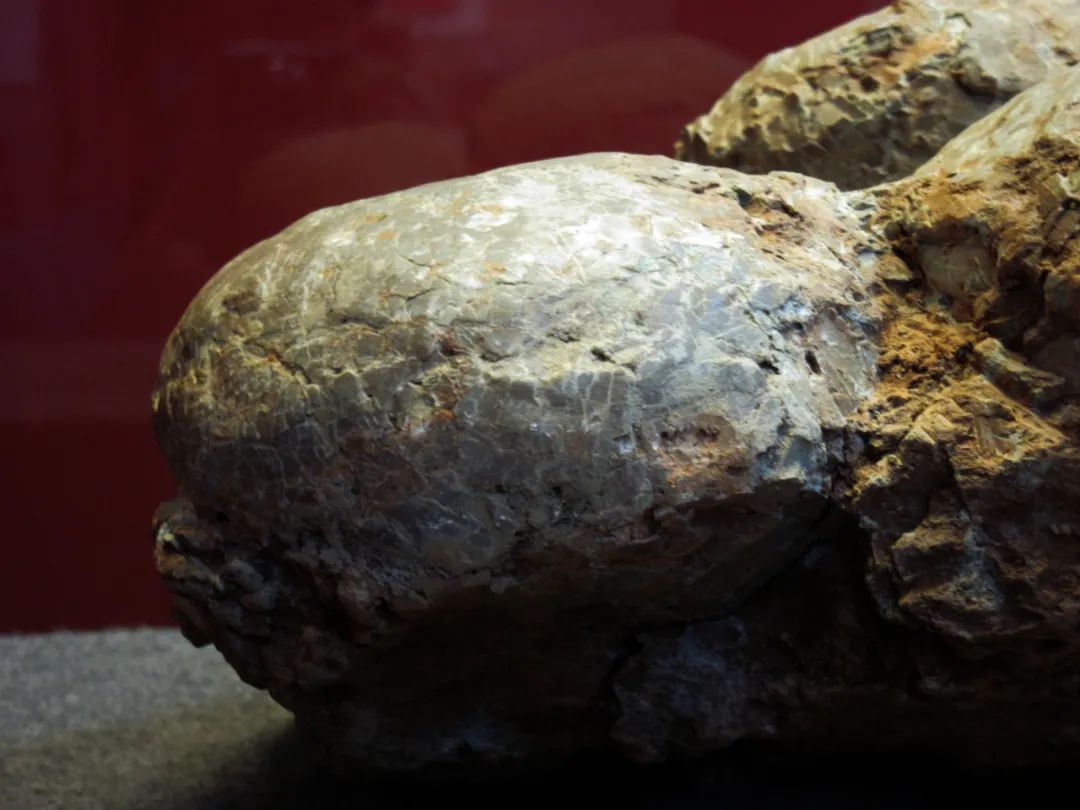 谁能进化成龙,谁能够破茧男声版