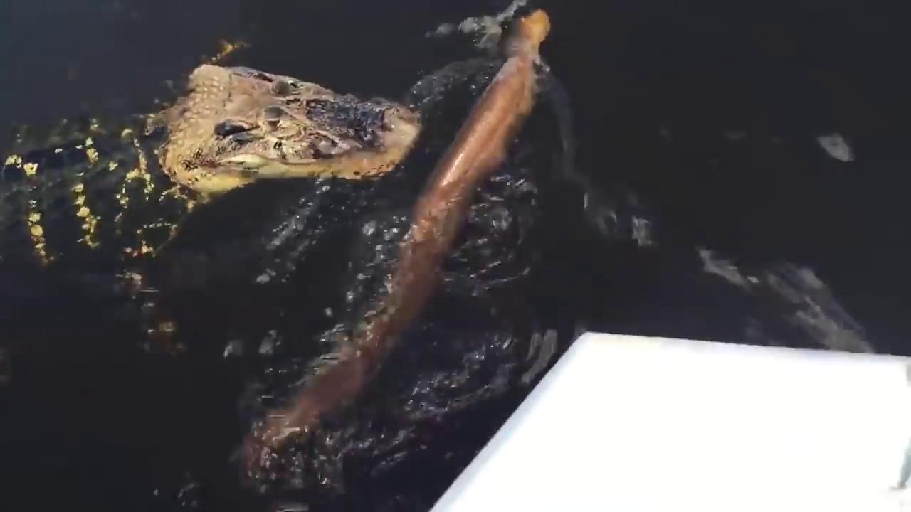 鳄鱼咬住电鳗会被电死吗,电鳗会不会被它的电给电死