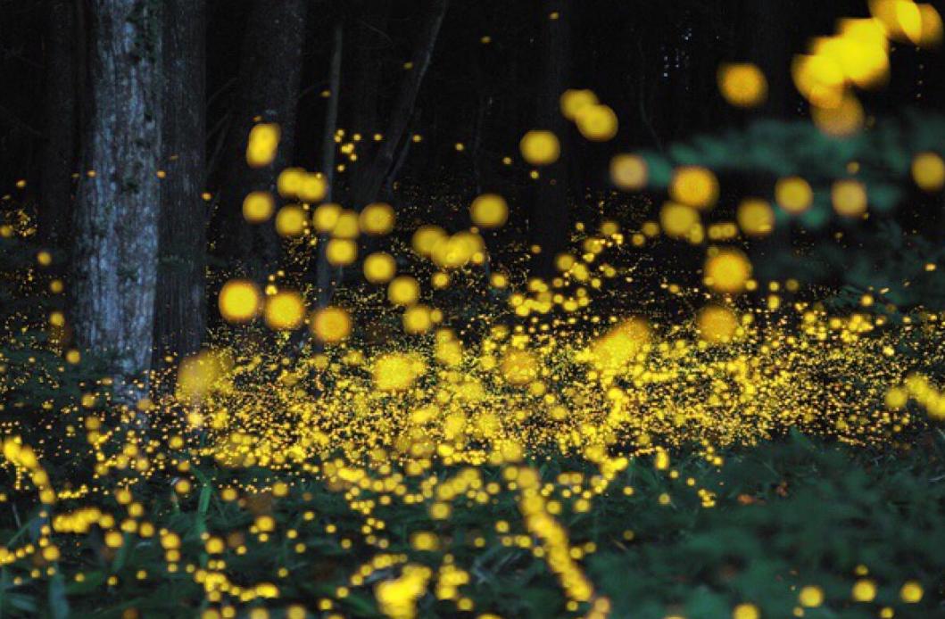 夏天夜晚描写萤火虫的诗句,描写夏天萤火虫翩翩飞舞的诗句