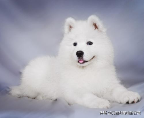 你家萨摩耶微笑吗,萨摩耶犬如何判断纯不纯