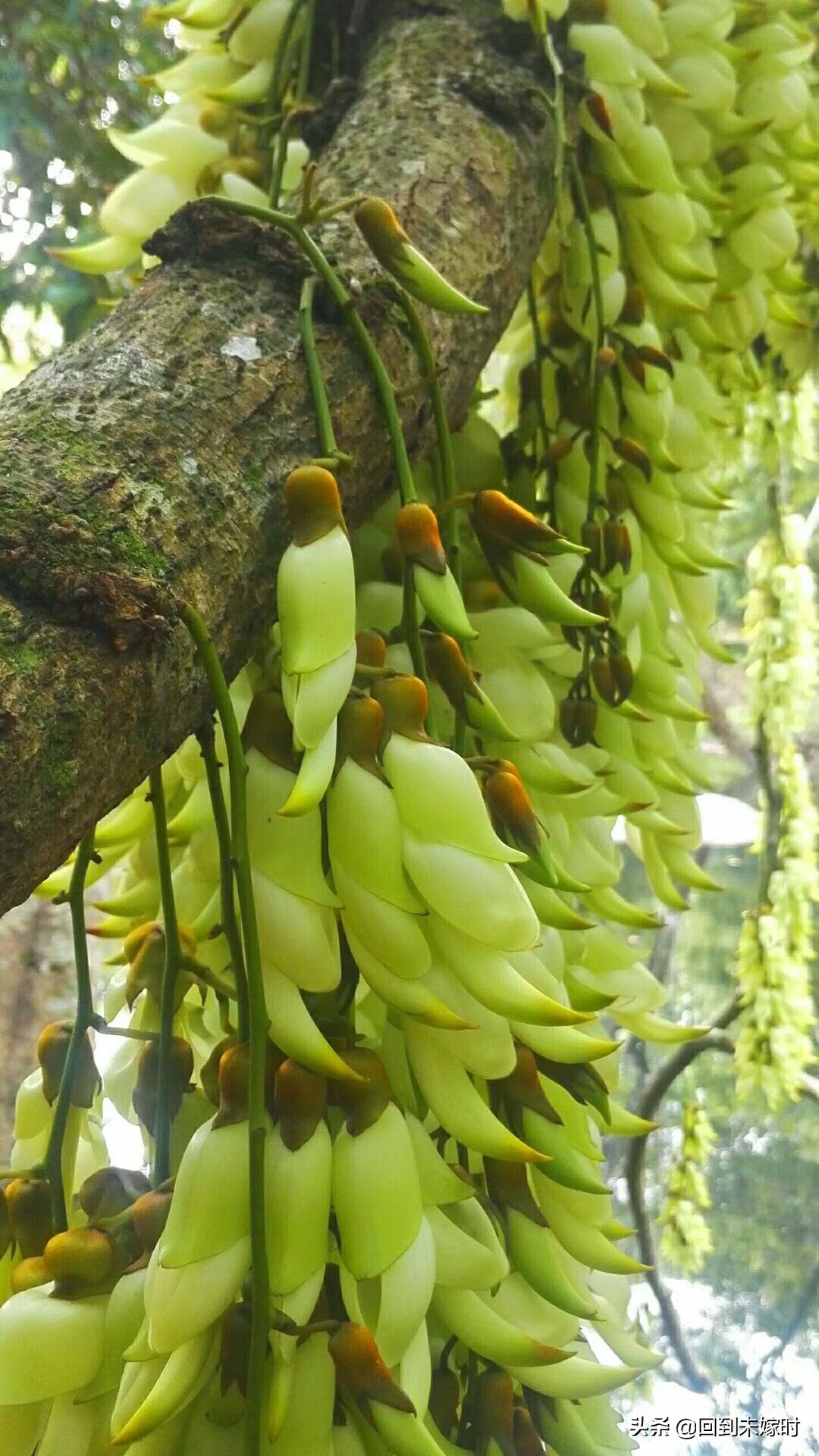 深圳东湖公园禾雀花,深圳东湖公园现在有花吗