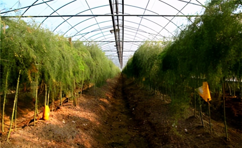 芦笋种植技术,芦笋种植技术全过程