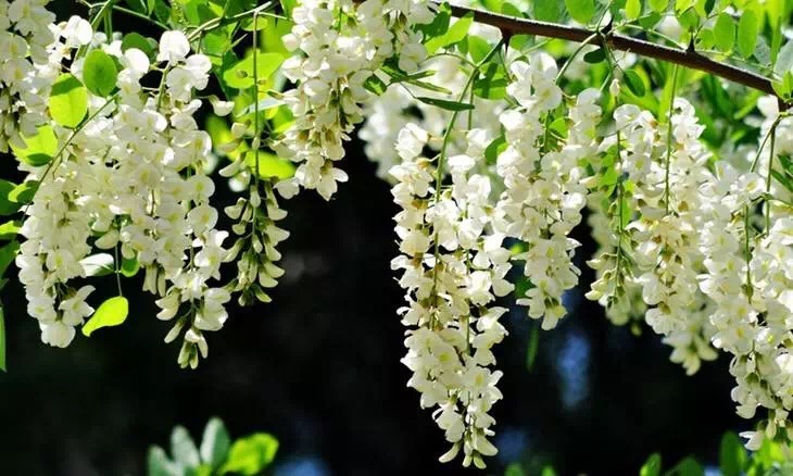 不吃点季节限定美食，这个春天就太没意思了