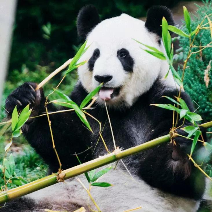 明星同款爱心气质高级轻奢耳饰,明星同款耳饰最好看的