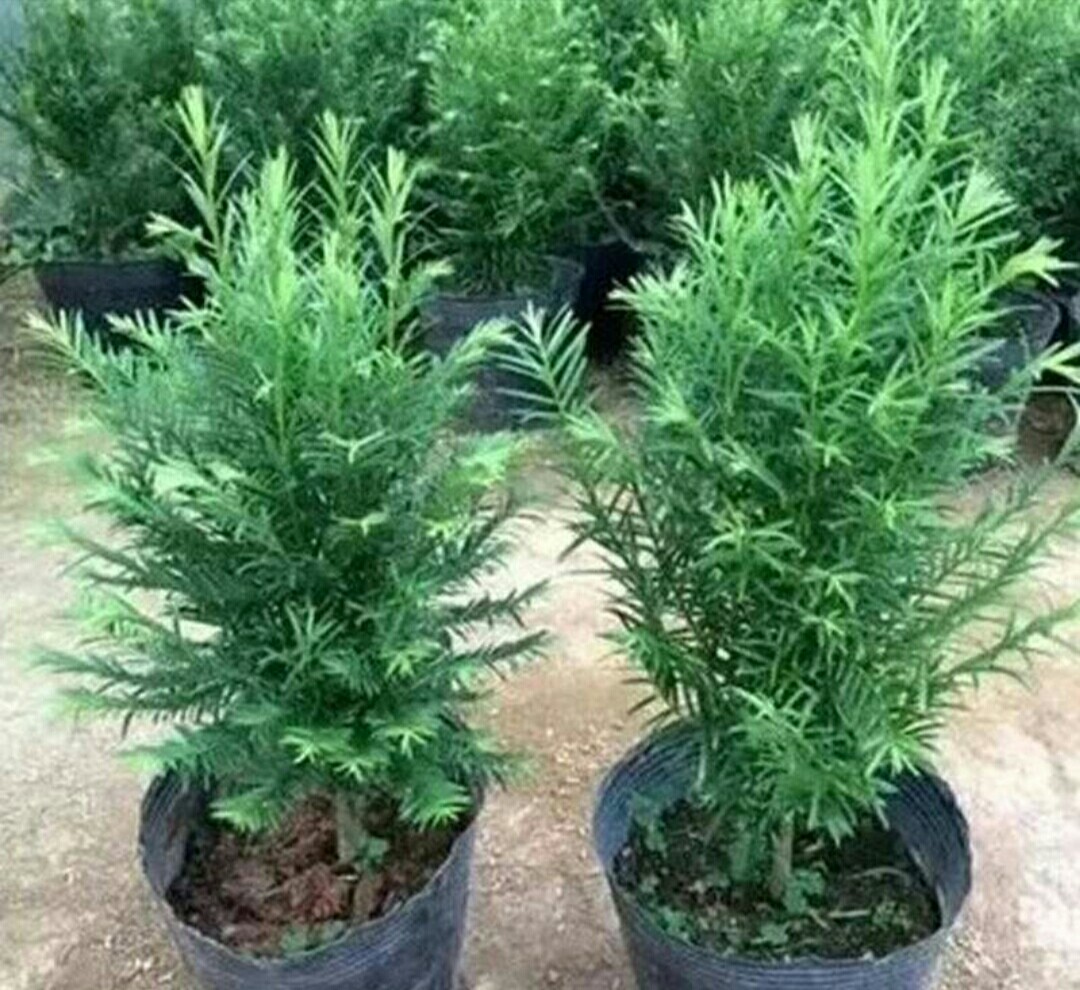 家里种植的红豆杉怎么繁殖,红豆杉怎样管理才能不黄叶