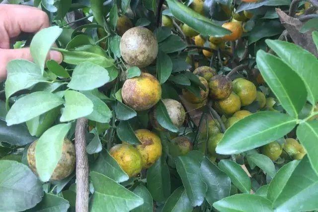 冬季柑橘成熟期红蜘蛛防治,柑橘黄蜘蛛防治技术