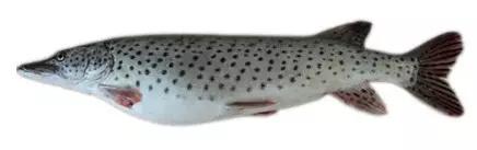 黑龙江五大名鱼,黑龙江最顶级的鱼