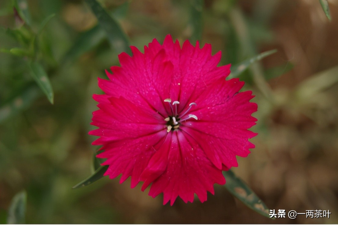 鲁西南方言全文,沿海地区饥荒