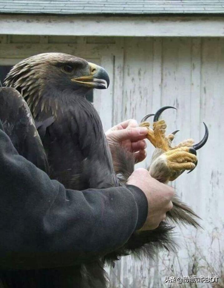 金雕捕食世界第一大鹰,金雕打得过老虎