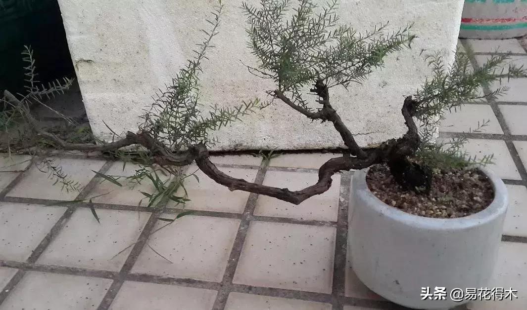 岗松有几个品种,岗松盆景的寓意是什么